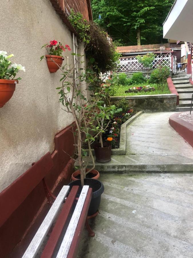 Vila Zeno Brašov Exteriér fotografie